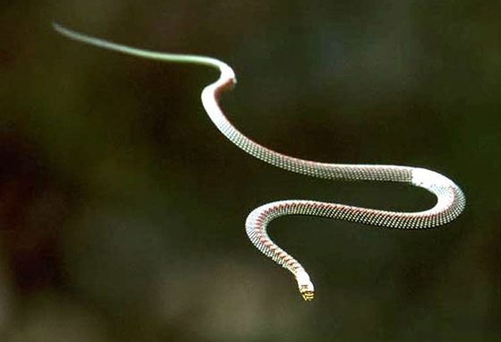 صور: تعرفوا إلى 10 حيوانات لم تكن تعلم أنها تستطيع الطيران والتحليق! صورة رقم 2