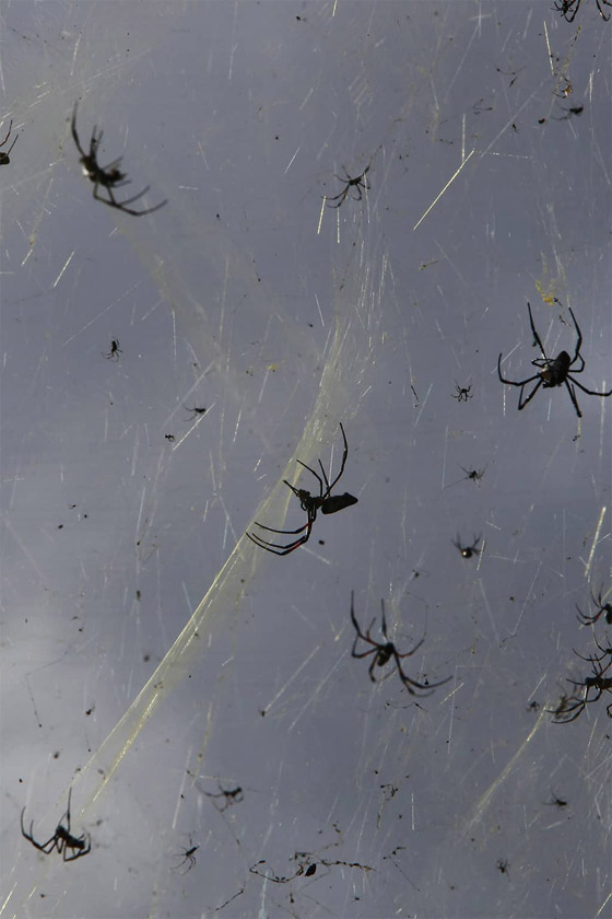 صور: تعرفوا إلى 10 حيوانات لم تكن تعلم أنها تستطيع الطيران والتحليق! صورة رقم 3