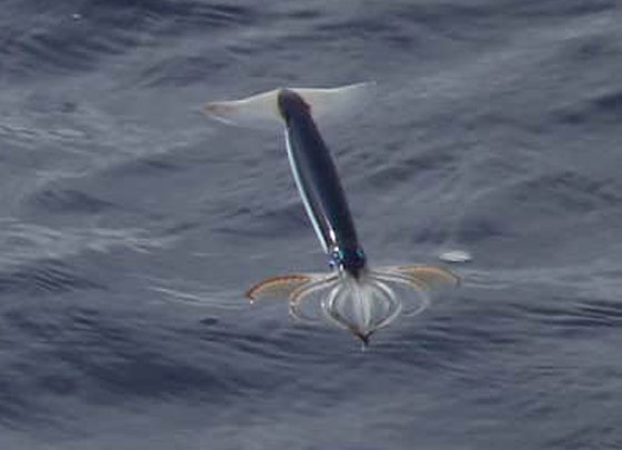 صور: تعرفوا إلى 10 حيوانات لم تكن تعلم أنها تستطيع الطيران والتحليق! صورة رقم 4