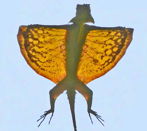 صور: تعرفوا إلى 10 حيوانات لم تكن تعلم أنها تستطيع الطيران والتحليق! صورة رقم 5