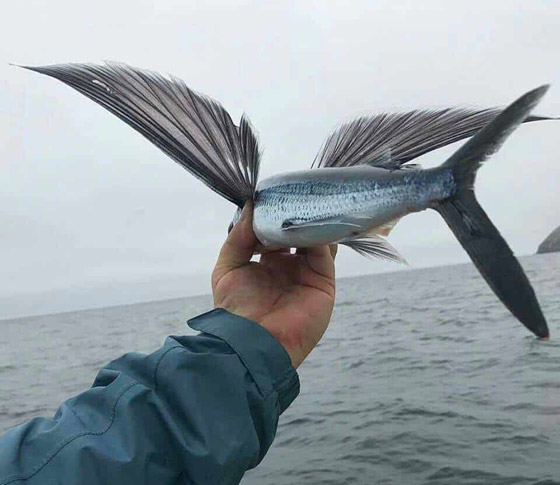 صور: تعرفوا إلى 10 حيوانات لم تكن تعلم أنها تستطيع الطيران والتحليق! صورة رقم 6