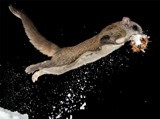 صور: تعرفوا إلى 10 حيوانات لم تكن تعلم أنها تستطيع الطيران والتحليق! صورة رقم 7