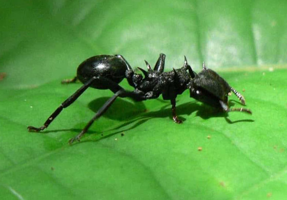 صور: تعرفوا إلى 10 حيوانات لم تكن تعلم أنها تستطيع الطيران والتحليق! صورة رقم 8