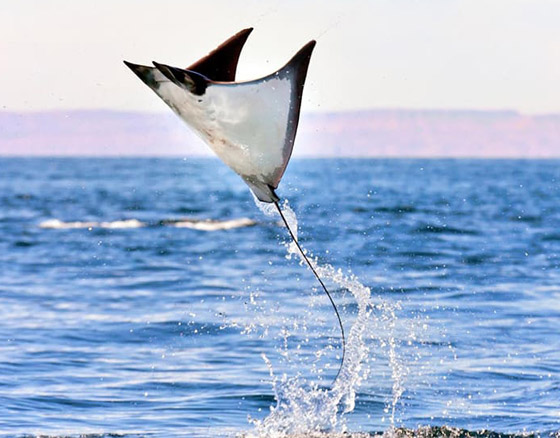 صور: تعرفوا إلى 10 حيوانات لم تكن تعلم أنها تستطيع الطيران والتحليق! صورة رقم 10