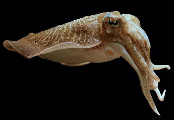 بالصور: 7 حيوانات لا يمكنكم الوثوق بها فهي تجيد الكذب! صورة رقم 1 بالصور: 7 حيوانات لا يمكنكم الوثوق بها فهي تجيد الكذب! صورة رقم 1