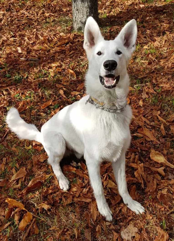 بالصور: 7 حيوانات لا يمكنكم الوثوق بها فهي تجيد الكذب! صورة رقم 2 بالصور: 7 حيوانات لا يمكنكم الوثوق بها فهي تجيد الكذب! صورة رقم 2