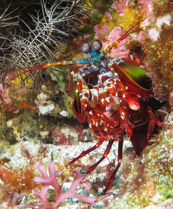 بالصور: 7 حيوانات لا يمكنكم الوثوق بها فهي تجيد الكذب! صورة رقم 3 بالصور: 7 حيوانات لا يمكنكم الوثوق بها فهي تجيد الكذب! صورة رقم 3