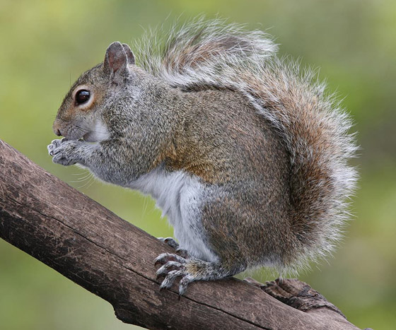 بالصور: 7 حيوانات لا يمكنكم الوثوق بها فهي تجيد الكذب! صورة رقم 4 بالصور: 7 حيوانات لا يمكنكم الوثوق بها فهي تجيد الكذب! صورة رقم 4