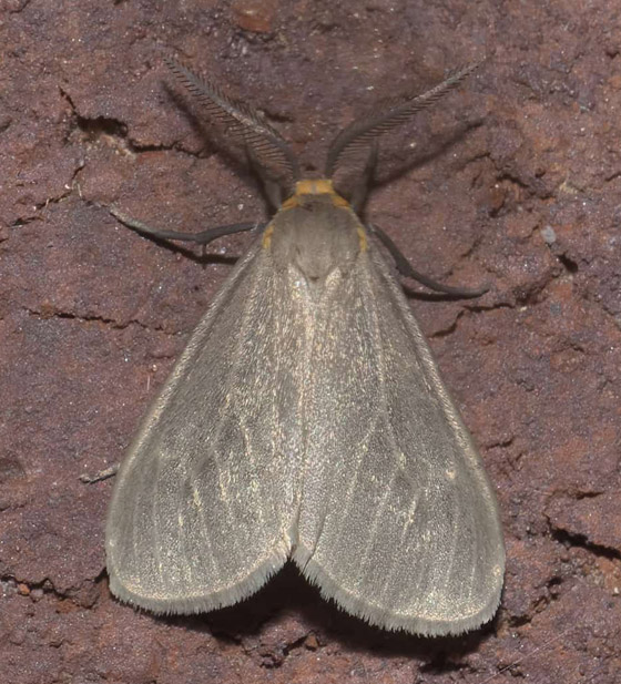 بالصور: 7 حيوانات لا يمكنكم الوثوق بها فهي تجيد الكذب! صورة رقم 5 بالصور: 7 حيوانات لا يمكنكم الوثوق بها فهي تجيد الكذب! صورة رقم 5