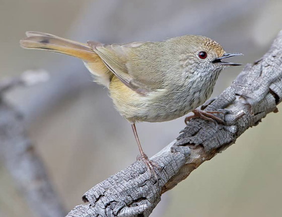 بالصور: 7 حيوانات لا يمكنكم الوثوق بها فهي تجيد الكذب! صورة رقم 6 بالصور: 7 حيوانات لا يمكنكم الوثوق بها فهي تجيد الكذب! صورة رقم 6