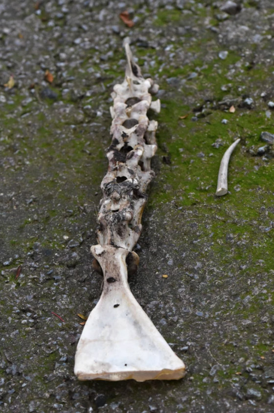 بالصور: العثور على بقايا عظام حورية البحر في بريطانيا! صورة رقم 2