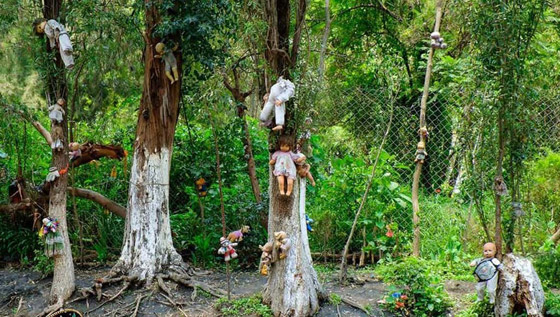 إليكم أكثر 10 حقائق غريبة ومزعجة ومؤرقة عن غابة الانتحار في اليابان! صورة رقم 12