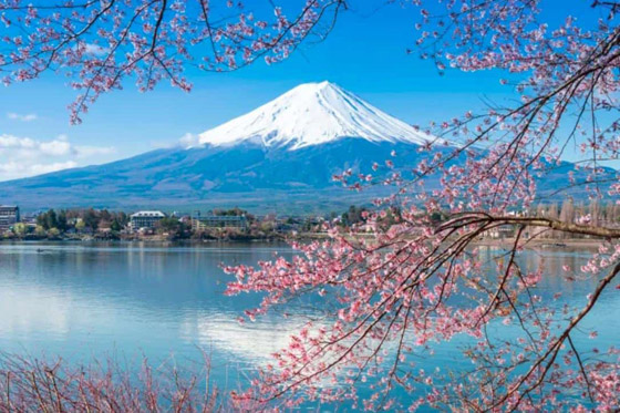 إليكم أكثر 10 حقائق غريبة ومزعجة ومؤرقة عن غابة الانتحار في اليابان! صورة رقم 9