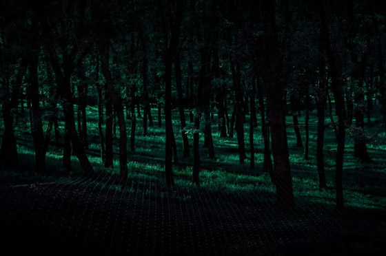 إليكم أكثر 10 حقائق غريبة ومزعجة ومؤرقة عن غابة الانتحار في اليابان! صورة رقم 10