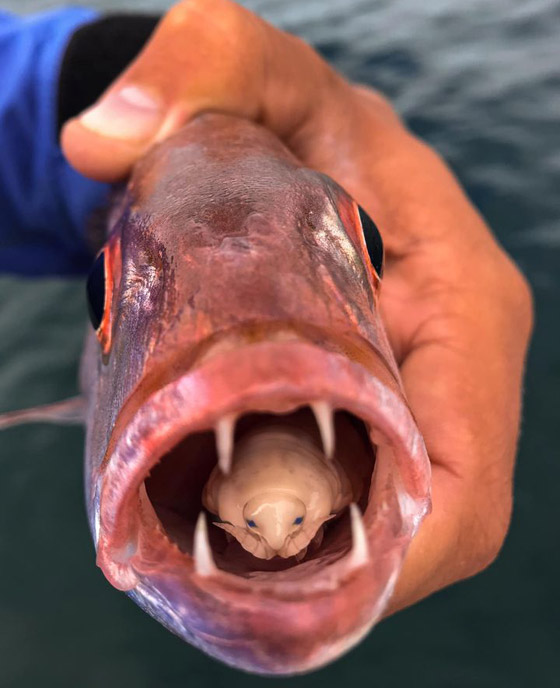 حشرة تعيش على لسان سمكة.. ما قصة هذه الصورة الغريبة؟ صورة رقم 1