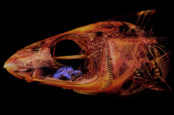 حشرة تعيش على لسان سمكة.. ما قصة هذه الصورة الغريبة؟ صورة رقم 2