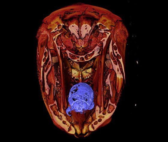 حشرة تعيش على لسان سمكة.. ما قصة هذه الصورة الغريبة؟ صورة رقم 3