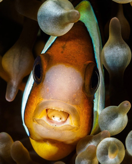 حشرة تعيش على لسان سمكة.. ما قصة هذه الصورة الغريبة؟ صورة رقم 4