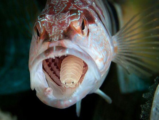 حشرة تعيش على لسان سمكة.. ما قصة هذه الصورة الغريبة؟ صورة رقم 5