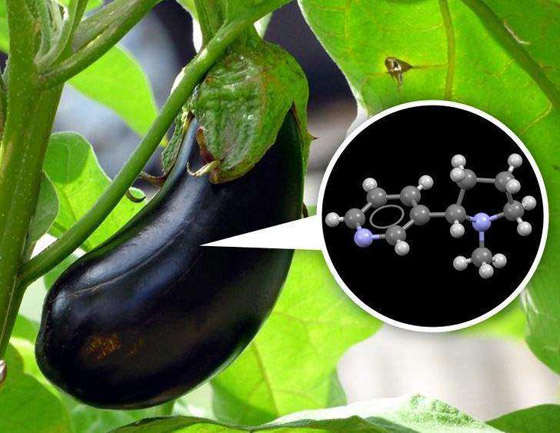 الباندا تدعي الحمل.. وحقائق عجيبة عن البشر والحيوانات صورة رقم 3