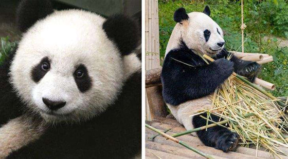 الباندا تدعي الحمل.. وحقائق عجيبة عن البشر والحيوانات صورة رقم 9