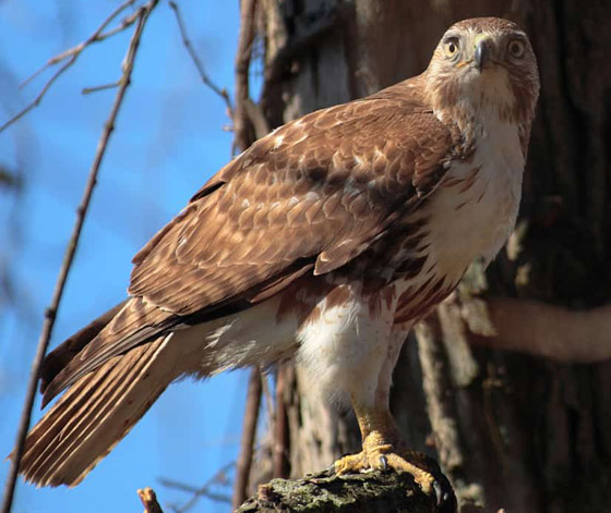 13 من أخطر أنواع الطيور على الكوكب والتي يستطيع بعضها قتل إنسان! صورة رقم 1