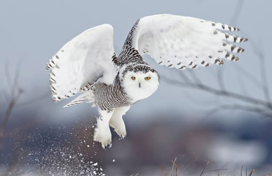 13 من أخطر أنواع الطيور على الكوكب والتي يستطيع بعضها قتل إنسان! صورة رقم 2