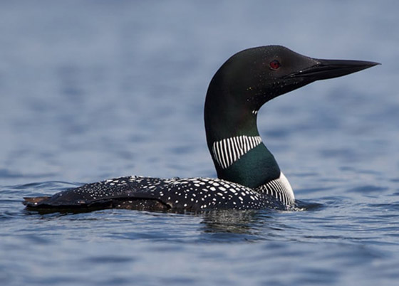 13 من أخطر أنواع الطيور على الكوكب والتي يستطيع بعضها قتل إنسان! صورة رقم 6