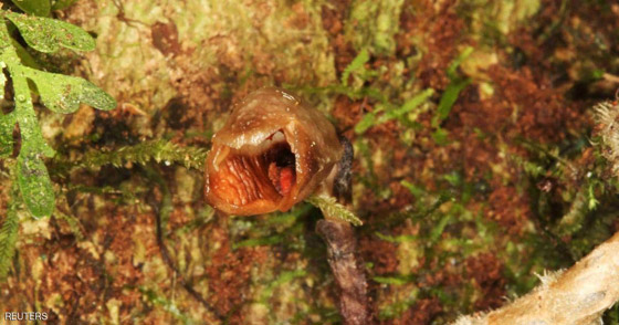 لماذا صنفت هذه الزهرة 