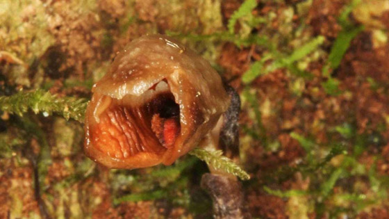 لماذا صنفت هذه الزهرة 