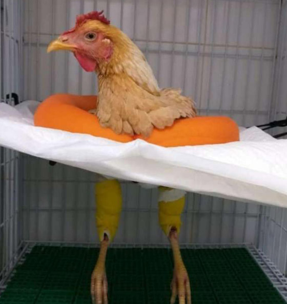 جائحة معلوماتية بامتياز.. إليكم أخبار غريبة وشائعات انتشرت في 2020! صورة رقم 4