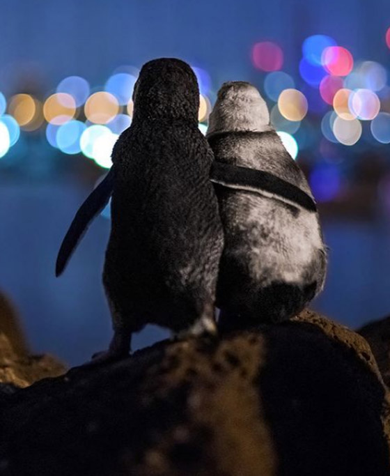 أفضل صورة لعام 2020.. بطريقان يتعانقان بعد مأساة! صورة رقم 1