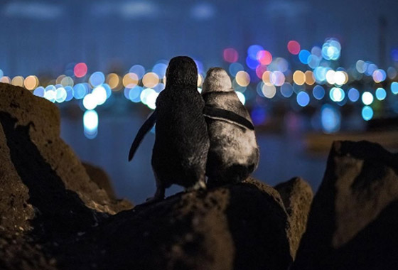 أفضل صورة لعام 2020.. بطريقان يتعانقان بعد مأساة! صورة رقم 2