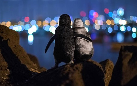 أفضل صورة لعام 2020.. بطريقان يتعانقان بعد مأساة! صورة رقم 4