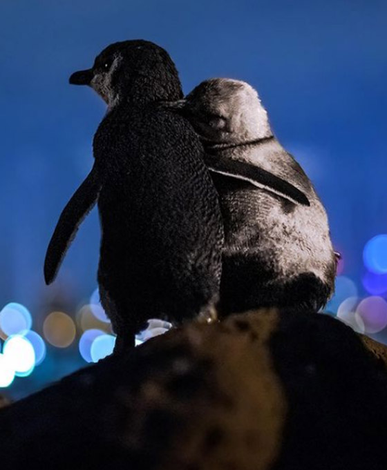 أفضل صورة لعام 2020.. بطريقان يتعانقان بعد مأساة! صورة رقم 5