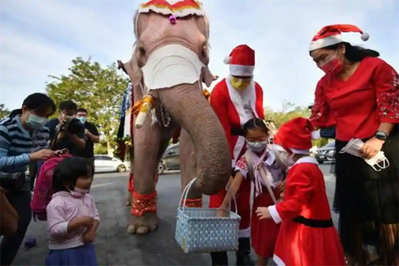 بابا نويل يوزع الكمامات على ظهر فيل في تايلاند (صور) صورة رقم 11 بابا نويل يوزع الكمامات على ظهر فيل في تايلاند (صور) صورة رقم 11