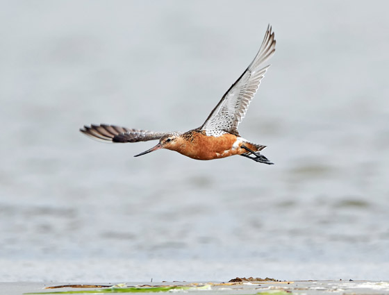 صور: إليكم 10 سجلات واكتشافات علمية قياسية مذهلة شهدها عام 2020 صورة رقم 1