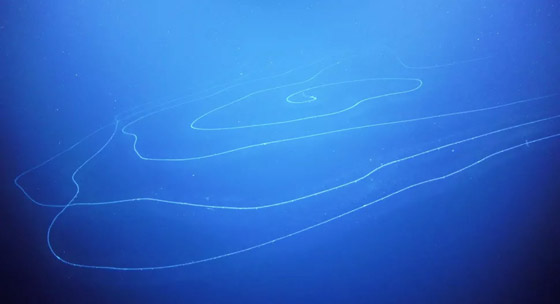 صور: إليكم 10 سجلات واكتشافات علمية قياسية مذهلة شهدها عام 2020 صورة رقم 2