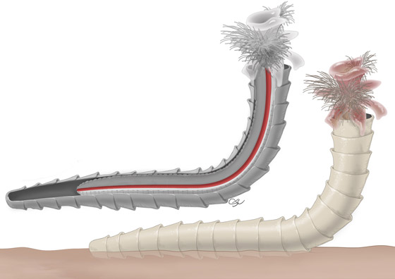 صور: إليكم 10 سجلات واكتشافات علمية قياسية مذهلة شهدها عام 2020 صورة رقم 10