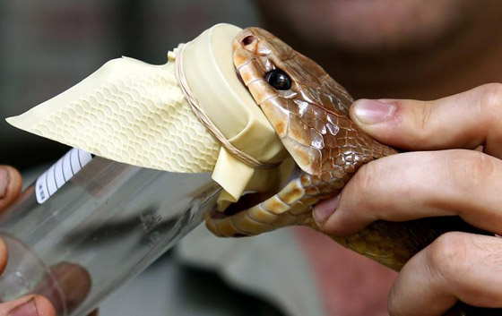 تعرفوا إلى أغلى السوائل في العالم.. بينها 35 مليون دولار للغالون الواحد! صورة رقم 2 تعرفوا إلى أغلى السوائل في العالم.. بينها 35 مليون دولار للغالون الواحد! صورة رقم 2