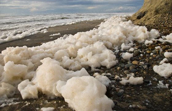 ما هو زبد البحر ومم يتكون؟ وما هي فوائده وأهميته؟ صورة رقم 1