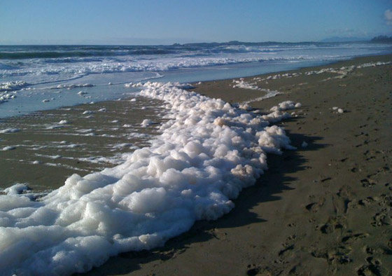 ما هو زبد البحر ومم يتكون؟ وما هي فوائده وأهميته؟ صورة رقم 2