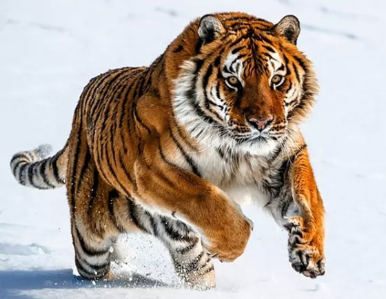 إليكم 10 من أكثر الحيوانات المهددة بالانقراض في العالم (صور) صورة رقم 1