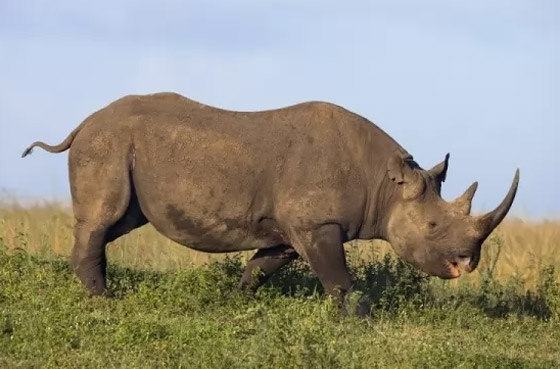 إليكم 10 من أكثر الحيوانات المهددة بالانقراض في العالم (صور) صورة رقم 2