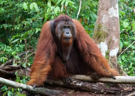 إليكم 10 من أكثر الحيوانات المهددة بالانقراض في العالم (صور) صورة رقم 3