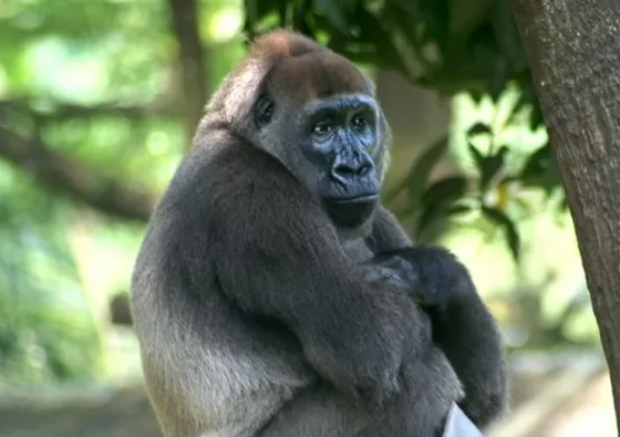 إليكم 10 من أكثر الحيوانات المهددة بالانقراض في العالم (صور) صورة رقم 4