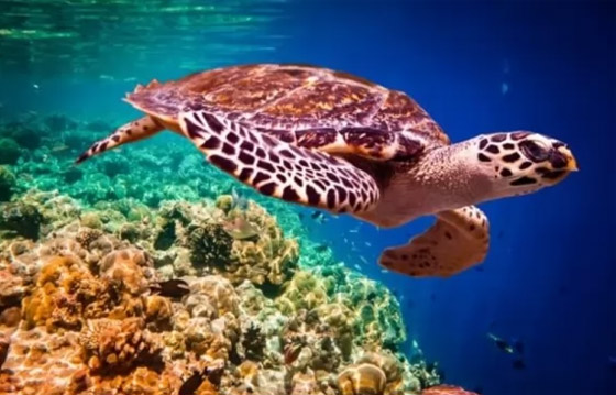 إليكم 10 من أكثر الحيوانات المهددة بالانقراض في العالم (صور) صورة رقم 5