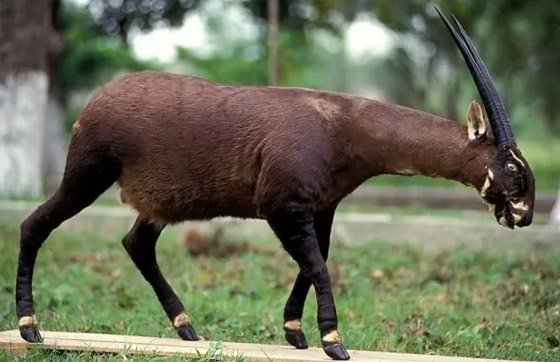 إليكم 10 من أكثر الحيوانات المهددة بالانقراض في العالم (صور) صورة رقم 6