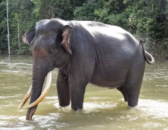 إليكم 10 من أكثر الحيوانات المهددة بالانقراض في العالم (صور) صورة رقم 7