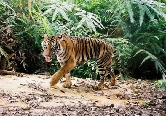 إليكم 10 من أكثر الحيوانات المهددة بالانقراض في العالم (صور) صورة رقم 8